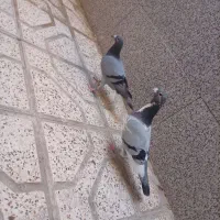 کبوتر