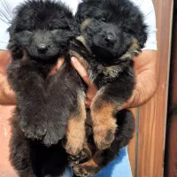 ژرمن کلاس A، کنکورسو ماستیف و روتوایلر پوزه مکعبی