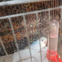 یک عدد طوطی برزیلی رنگ خواص|پرنده|گرمسار, |دیوار