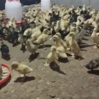 اردک ۲۰ روزه