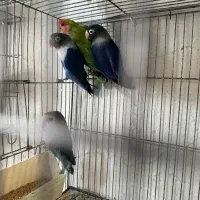 فروش وخریدارطوطی کاسکوملنگوشاه طوطی لوری عروس فنچ|پرنده|تهران, اتابک|دیوار