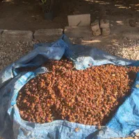 زایعات خرما کبکاب و شاهانی|خوردنی و آشامیدنی|زرین دشت (فارس), |دیوار
