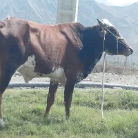 فروش فوری دوستان باقیمت مناسب وارسال هم دارم|حیوانات مزرعه|طارم, |دیوار