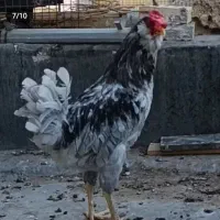 مرغ خروس گلین نیمچه گلین