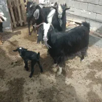 بز زاییده|حیوانات مزرعه|بهبهان, |دیوار