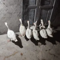 ۸عدد غاز محلی جوان|حیوانات مزرعه|سیمین شهر, |دیوار