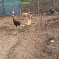 بوقلمون آوردک اسراعیلی|حیوانات مزرعه|تالش, جوکندان|دیوار