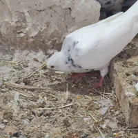 کبوتر طوقی|پرنده|تهران, بیسیم|دیوار