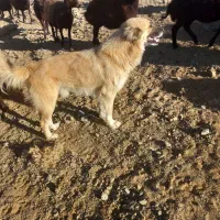 واگذاری  سگ  گله بخاطر  فروش گوسفندان