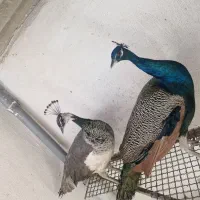 یک جفت طاووس هندی ۵ساله