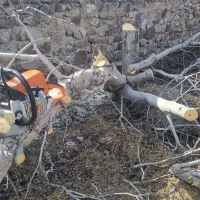 چوب بری سیار سجادی|خدمات باغبانی و درختکاری|کوهسار (البرز), |دیوار