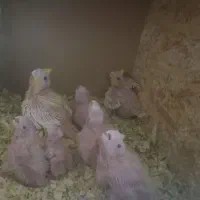 عروس هلندی|پرنده|کرباسک, |دیوار