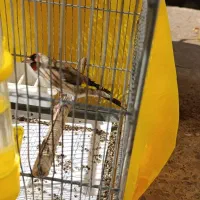 سهره نر دوساله