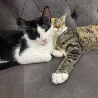 واگذاری ۲عدد گربه خانگی نر و ماده عقیم شده