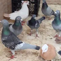 سلام ۱۵ عدد کبوتر رنگی درجه یک