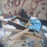 شازده مایا قدار ریزدیمدیک