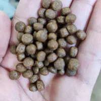 غذای ماهی|ماهی|قم, سراجه (۱۵ خرداد)|دیوار