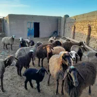 گوسفند بره دار|حیوانات مزرعه|قم, بکایی|دیوار