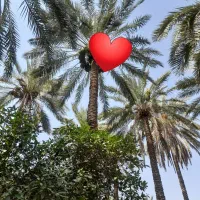 درخت گرازی