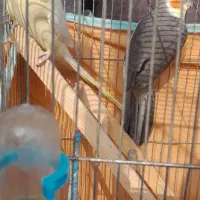 عروس هلندی|پرنده|رشت, رودباری|دیوار