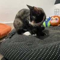 گربه|گربه|بندر انزلی, نوغان|دیوار