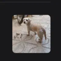گمشده