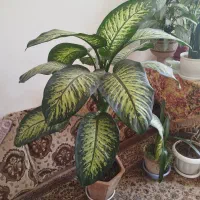گلدون|گل و گیاه طبیعی|مراغه, |دیوار
