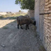 سلام یک عدد کاوه قوچ ته بختیاری ب شرط|حیوانات مزرعه|شیراز, رحمت‌آباد|دیوار