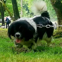 سگ پاکوتاه|سگ|تنکابن, |دیوار