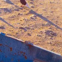 کفتر|پرنده|گنبد کاووس, |دیوار