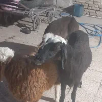 بره عوصی|حیوانات مزرعه|کارون, |دیوار