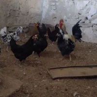 سرگرمی و فراغت حیوانات|حیوانات مزرعه|بوشهر, |دیوار