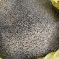 زیره سبز|عمده‌فروشی|خواف, |دیوار