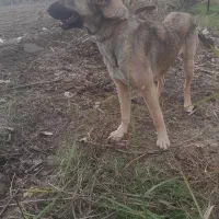 سرابی ماده|سگ|نکا, |دیوار