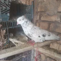کبوتر نر سرور