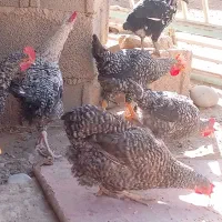 جوجه سه ماهه محلی