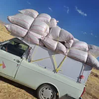 کاه لوبیا کاه گندم