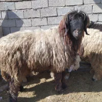 بره نر/قوچ/کوهه قوچ فروشی|حیوانات مزرعه|شیراز, بید زرد|دیوار