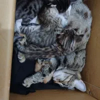 واگذاری گربه