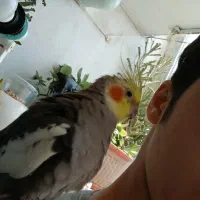 عروس هلندی جفت مولد