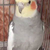 عروس هلندی نر|پرنده|مشهد, بالا خیابان|دیوار