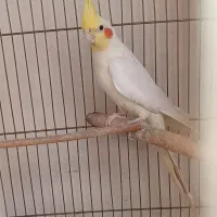 عروس هلندی نر