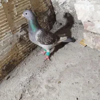 کفتر