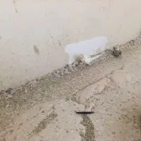 ۳ تا طوطی عروس پرهاشون کامل در نیومده. حدودا ۱ سال|پرنده|قزوین, |دیوار