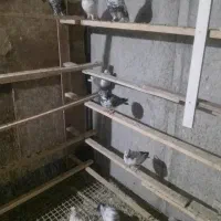 ۱۰ عدد کبوتر پرشی و خیلی خوب ۱۵۰۰|پرنده|شهریار, شهرک نماز (دینار آباد)|دیوار