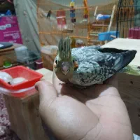 کوتوله|پرنده|بندرعباس, |دیوار