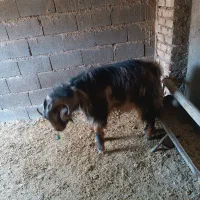 بز بزغاله نربز|حیوانات مزرعه|قرچک, داوود آباد|دیوار