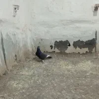 3عددکفتر|پرنده|زرند, |دیوار