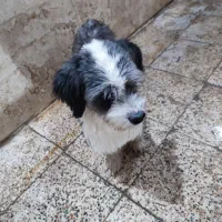 سگگ|سگ|خرم‌آباد, |دیوار