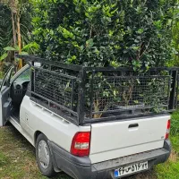 یاس هلندی جعبه ۴۰ و سطل ۱۰|خدمات باغبانی و درختکاری|نوشهر, |دیوار